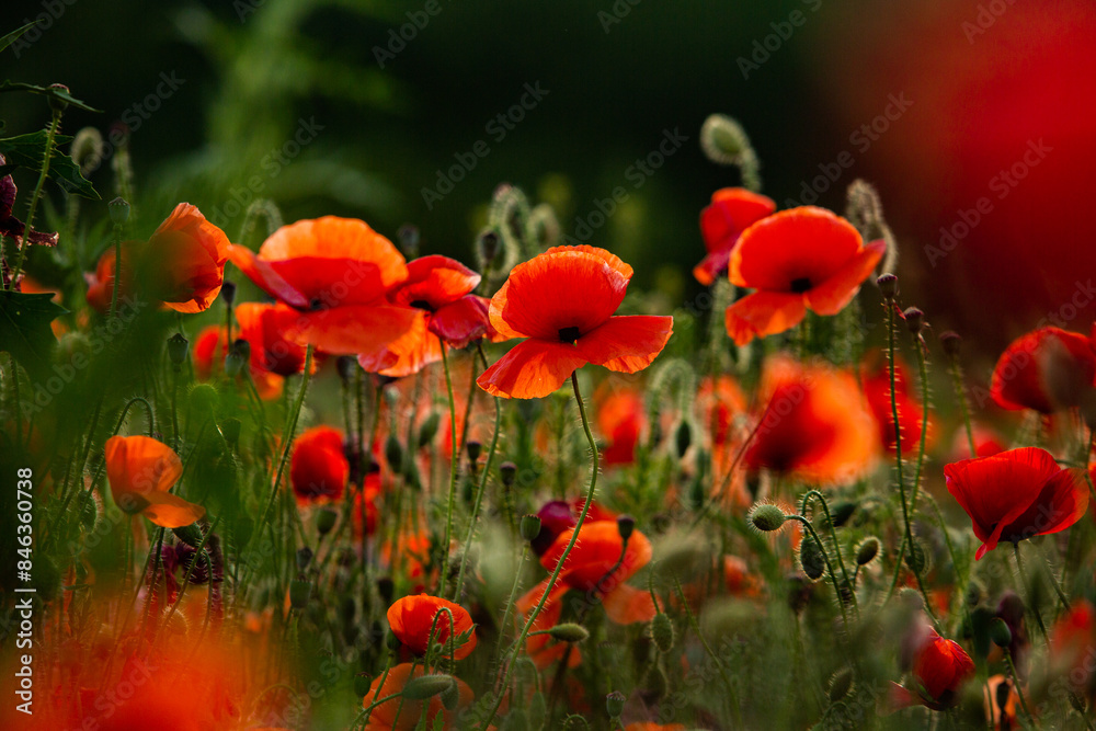 Obraz premium Beautiful field of red poppies in the sunset light. Close up of red poppy flower in a field. Flowers background. Beautiful nature. Landscape. Romantic. 