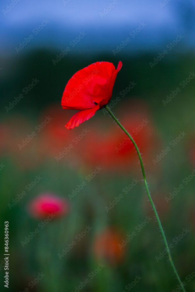 Obraz premium Beautiful field of red poppies in the sunset light. Close up of red poppy flower in a field. Flowers background. Beautiful nature. Landscape. Romantic. 