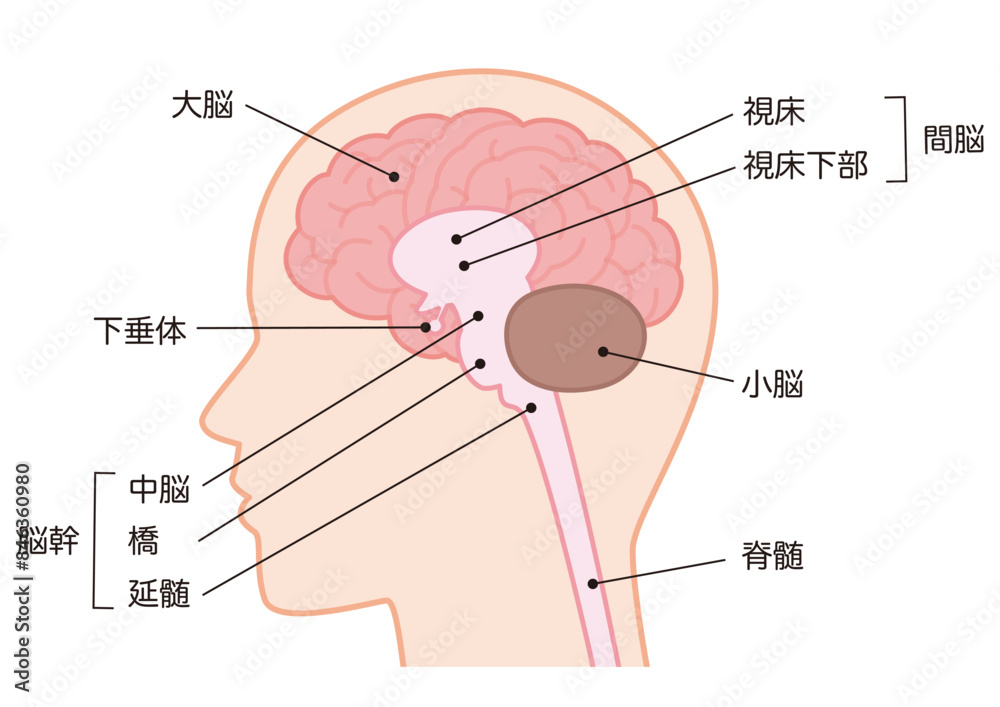 Obraz premium 脳の構造