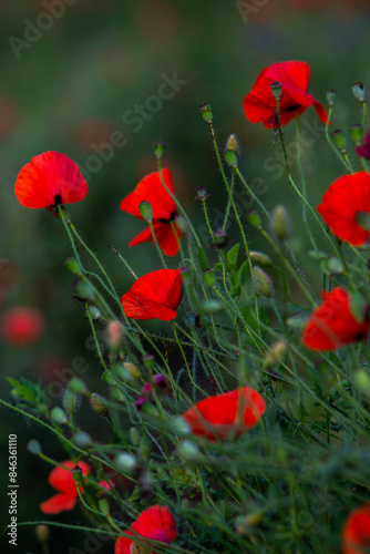 Beautiful field of red poppies in the sunset light. Close up of red poppy flower in a field. Flowers background. Beautiful nature. Landscape. Romantic.
