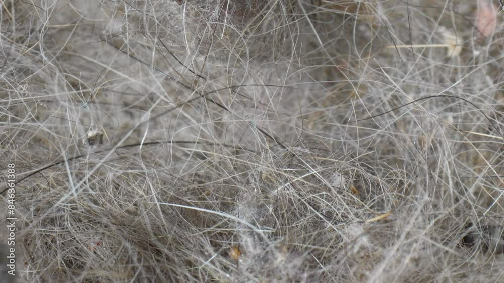 Intimate macro lens reveals a labyrinth of household detritus: interwoven cat fur, human hair, and dust particles. Each fiber tells a story of domestic life's minutiae. Dust background.
