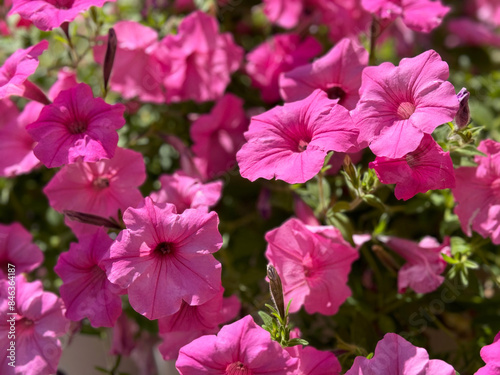 Pink petunia flowers bright blossom