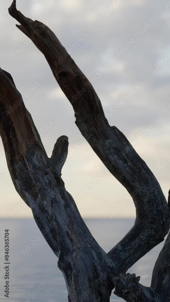 A Serene Scene with a Lifeless Tree Standing Alone in the Calm Waters A Serene Scene with a Lifeless Tree Standing Alone in the Calm Waters