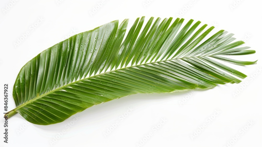 Beautiful lush tropical leaf isolated on white Beautiful lush tropical leaf isolated on white