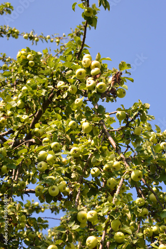 Branches with apples.