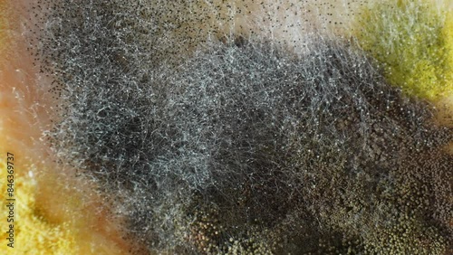 Dark spore clusters and white mycelium filaments sprawl over the bread, a testament to fungal conquest. Advanced spoilage weaves its web, transforming freshness into decay. Fungus background.
