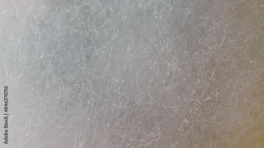 A close-up reveals a sinister landscape on bread: white, thread-like mold hyphae sprawl, signaling decay's advance. Air and moisture nurture this fungal invasion. Mold background.
