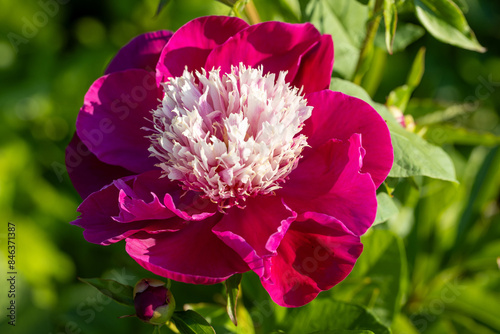 Fototapeta Naklejka Na Ścianę i Meble -  Paeonia lactiflora White Cap in flowers garden
