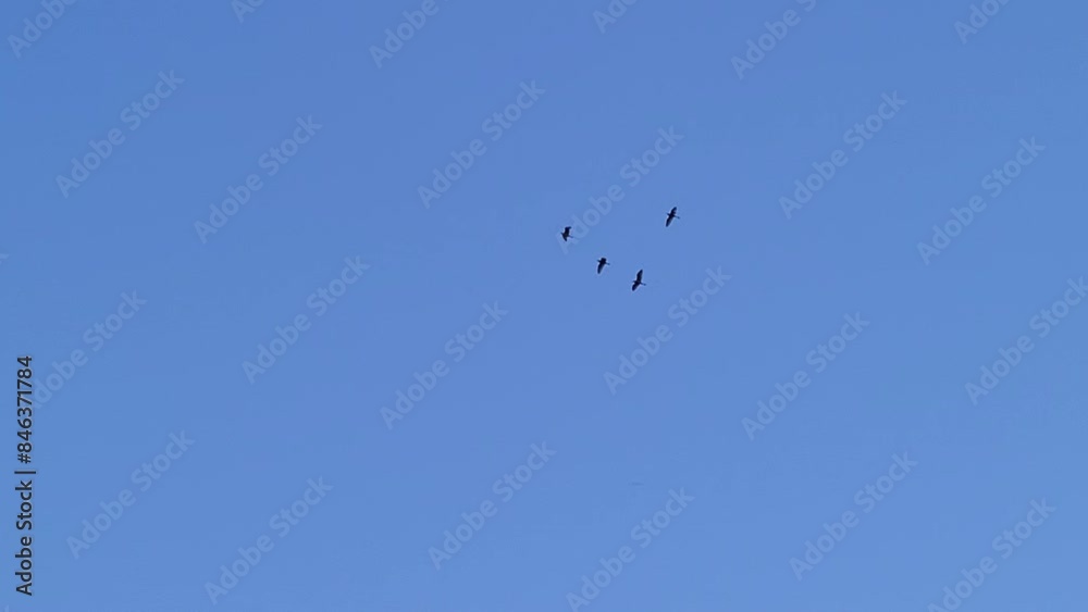 Birds in flight or birds migration on blue sky Birds in flight or birds migration on blue sky