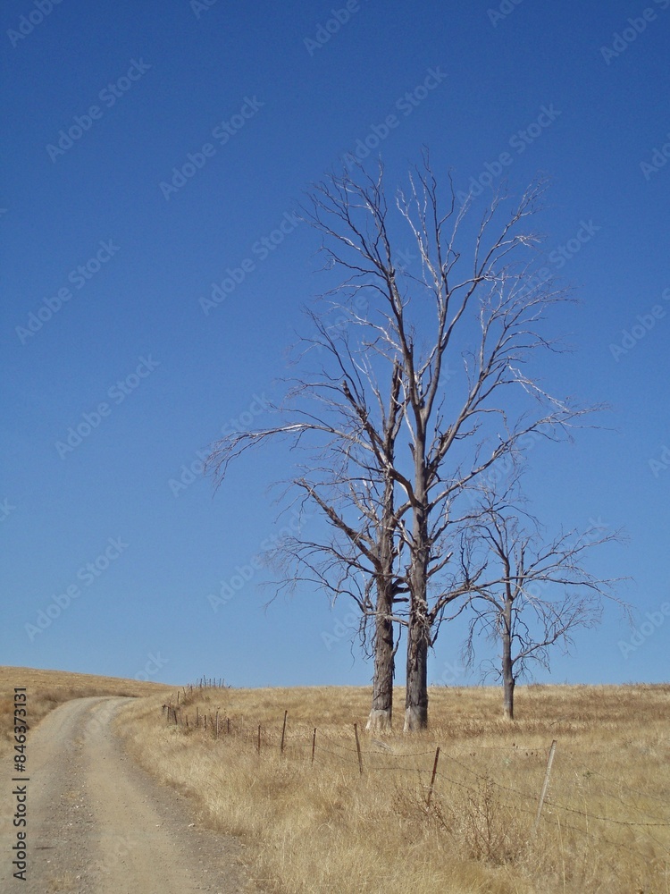 Dead tree in dry Extremadura landscape, Spain Dead tree in dry Extremadura landscape, Spain