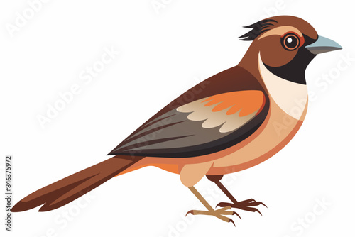 Bird Vector illustration