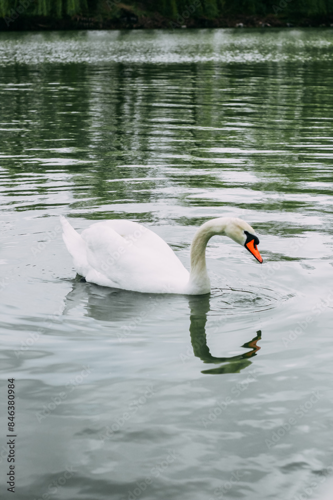 Fototapeta premium A white swan swims in a large lake