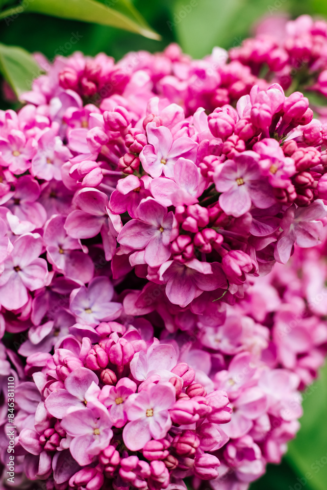 Pink lilac flower close-up in botanical garden Pink lilac flower close-up in botanical garden