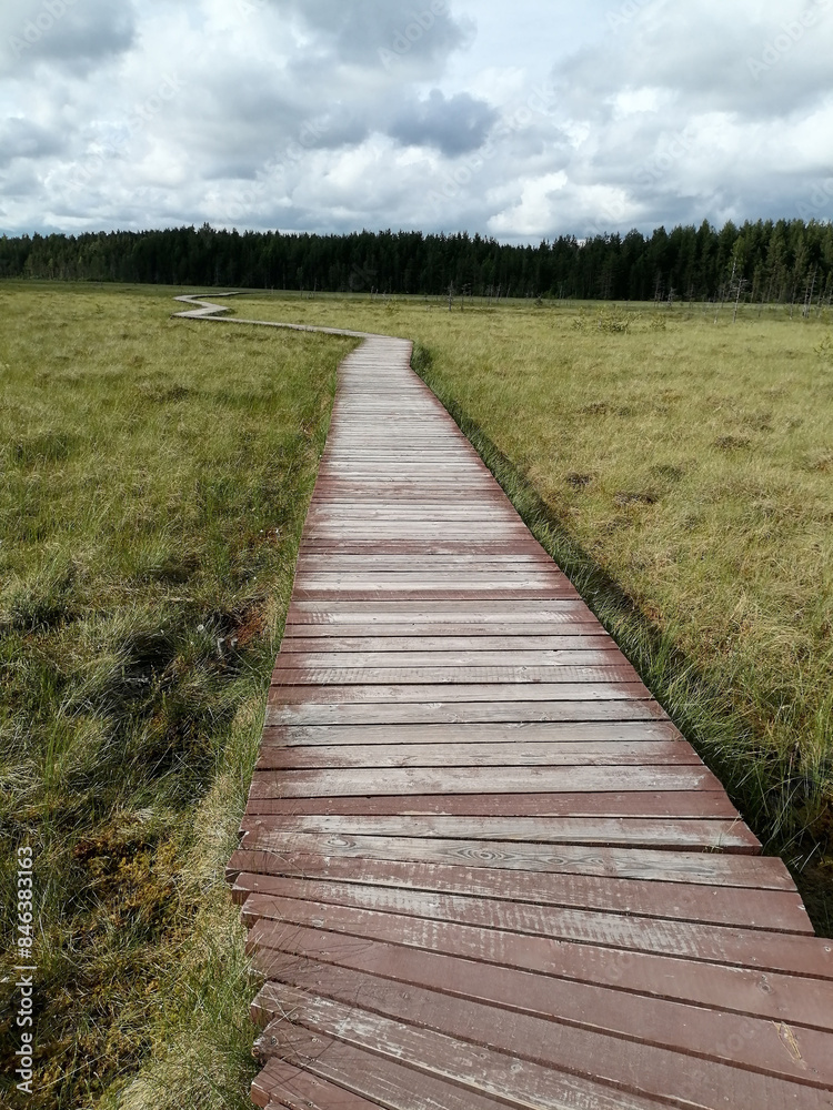 Fototapeta premium Ecotrail Winding Wooden Boardwalk Eco Path Walkway Through Lush Summer Forest Green Foliage Grass and Moss Bog Landscape