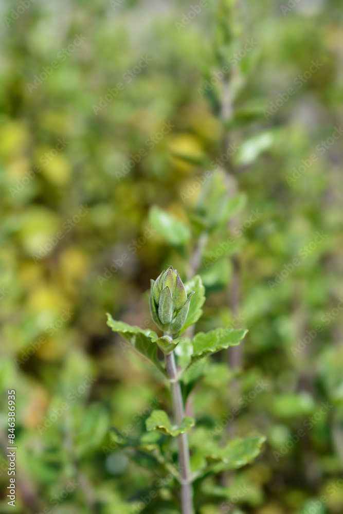 Yellow germander flower bud Yellow germander flower bud