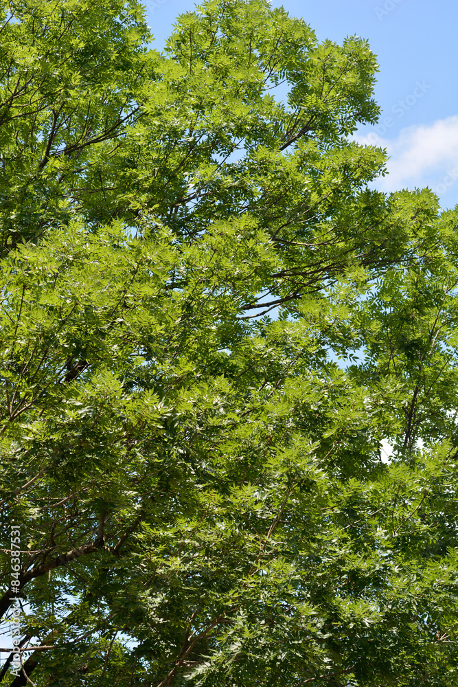Fototapeta premium Common ash tree
