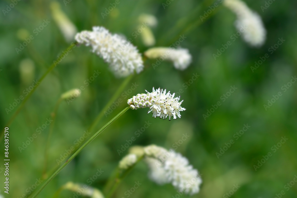 White Oriental Burnet flower White Oriental Burnet flower
