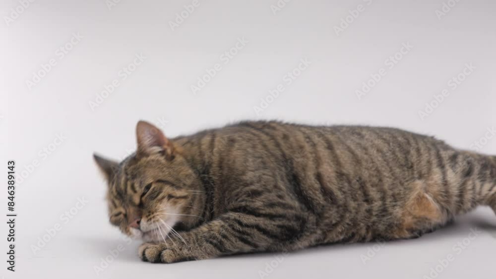 Beautiful cat with round glasses lies on a light grey background in studio Beautiful cat with round glasses lies on a light grey background in studio
