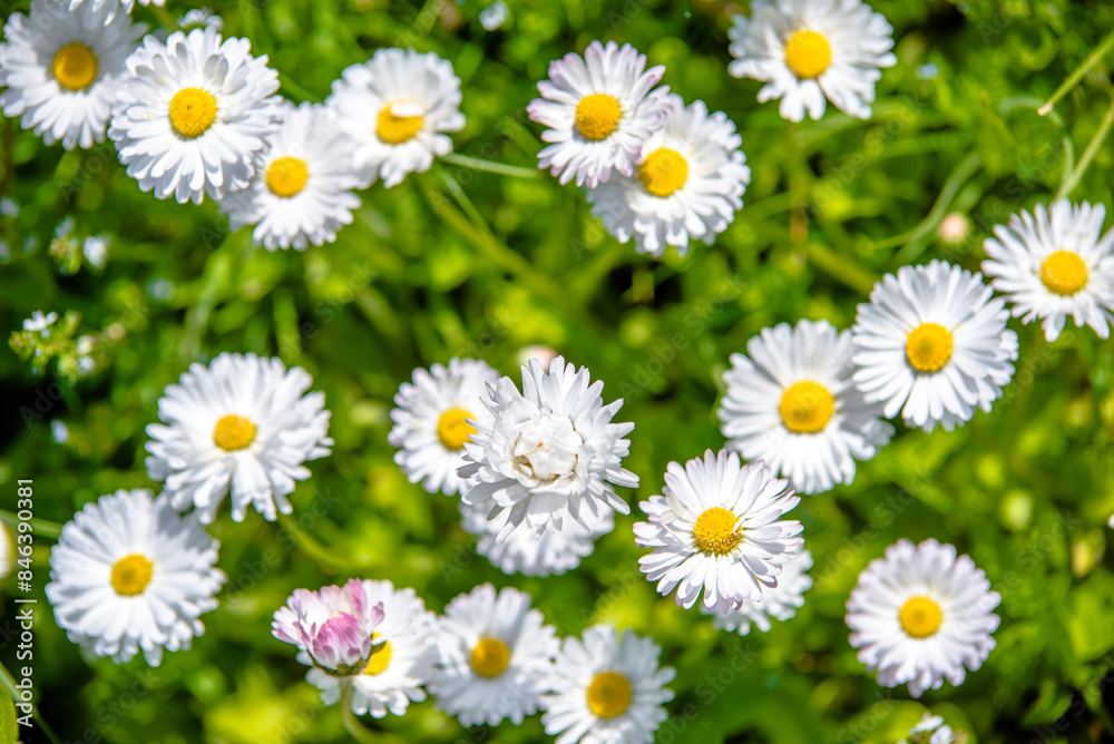 Fototapeta premium White small daisies blooming on grass background 
