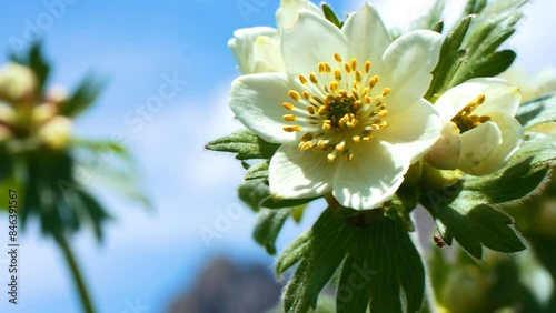 Anemone narcissi flora
Himalayas mountain in Uttarakhand Valley of Flowers National park