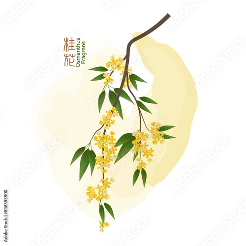 Illustration of an osmanthus flower, the Chinese text is Osmanthus fragrans