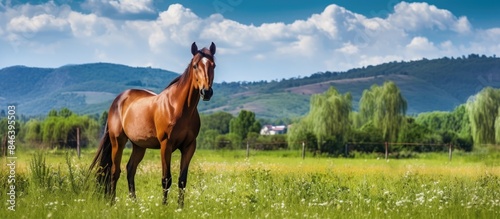 A stunning brown horse peacefully grazing on a lush meadow surrounded by ample open space for a picturesque image © StockKing