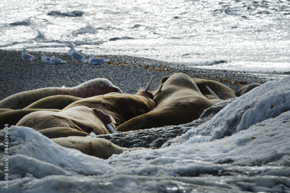 Fototapeta premium Norway. The landscapes of Svalbard in Springtime