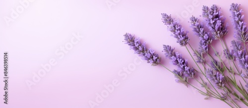 A top view of lavender flowers on a pastel background providing a copy space image