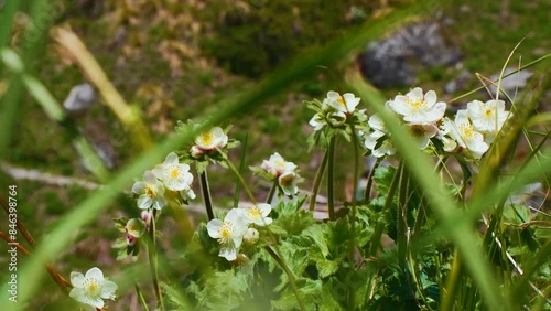 Anemone narcissi flora
Himalayas mountain in Uttarakhand Valley of Flowers National park