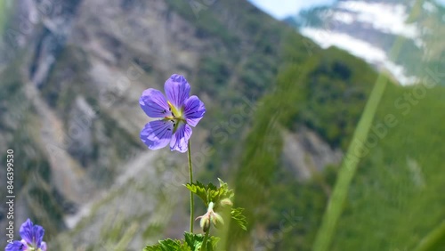 Valley of Flowers selective focused Valley of Flowers National Park in Himalayas peaks in Uttarakhand India