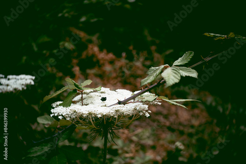 flor en primer plano con desenfoque en el fondo. Artístico