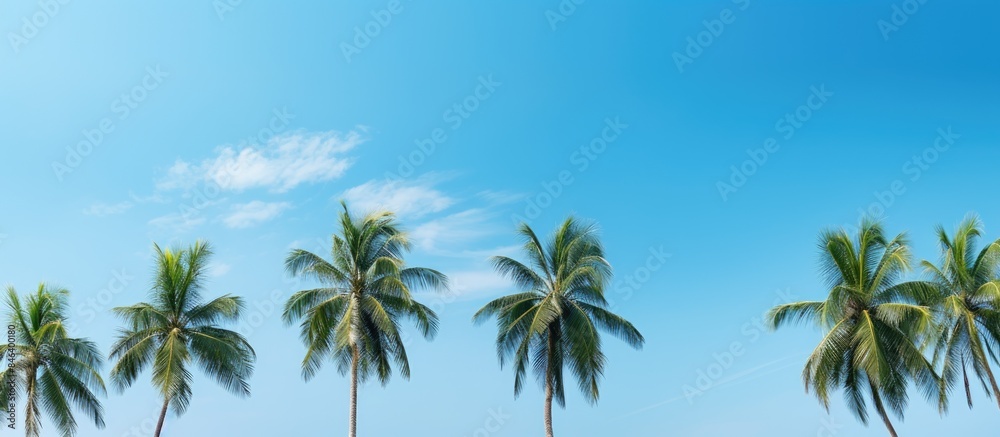 A beautiful scene of tropical trees standing tall under a clear blue sky creating a perfect copy space image A beautiful scene of tropical trees standing tall under a clear blue sky creating a perfect copy space image