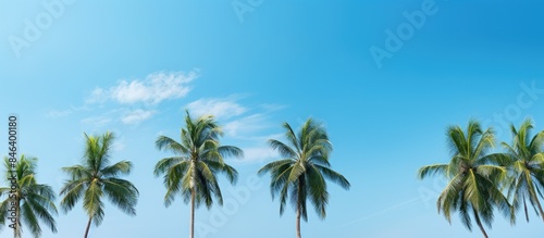 A beautiful scene of tropical trees standing tall under a clear blue sky creating a perfect copy space image