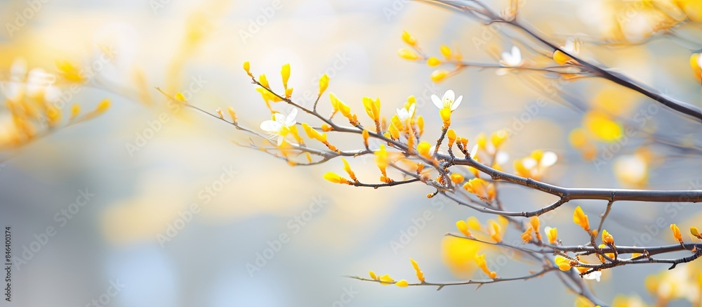 A blurred natural background showcases a tree in a blooming spring garden with branches adorned in yellow buds creating a copy space image A blurred natural background showcases a tree in a blooming spring garden with branches adorned in yellow buds creating a copy space image