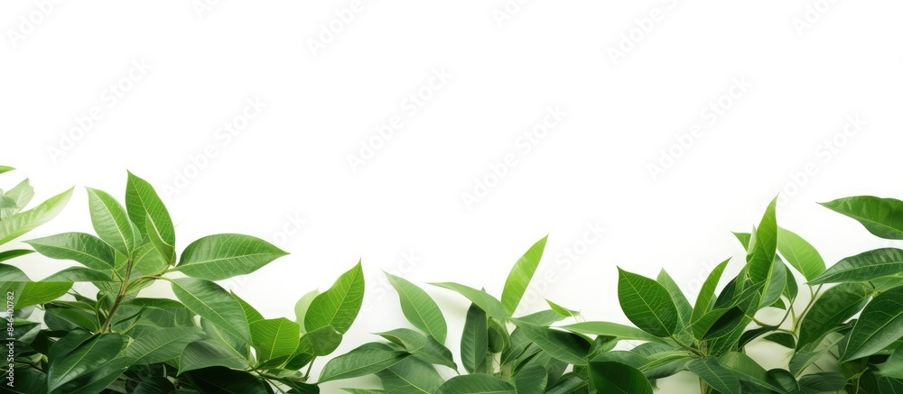 A copy space image of green leaves surrounded by a clean white background providing ample room to input text A copy space image of green leaves surrounded by a clean white background providing ample room to input text