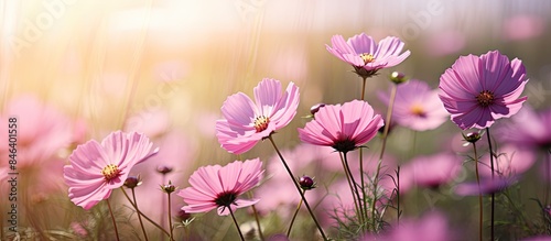 A summery image showcasing pink flowers up close on a sunny day with a serene rural background and blurred surroundings suitable for nature inspired designs. copy space available © StockKing