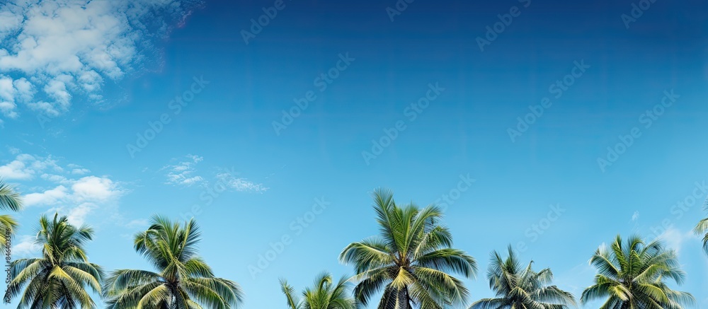 Fototapeta premium A beautiful scene of tropical trees standing tall under a clear blue sky creating a perfect copy space image
