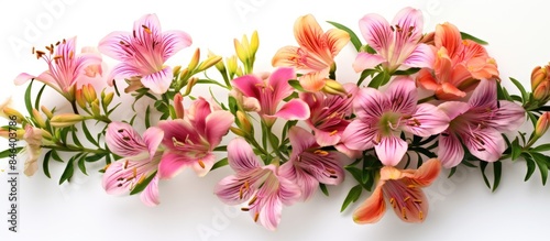 A copy space image of Alstroemeria flowers on a white background