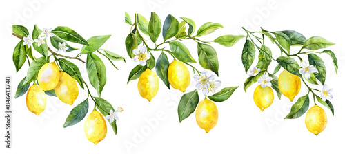 watercolor clipart of hanging lemon branch with lemons and lemon flowers