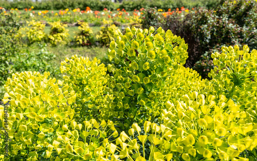 Mediterranean Spurge, Euphorbia characias wulfenii green flowers in natural sun light, spring floral garden photo