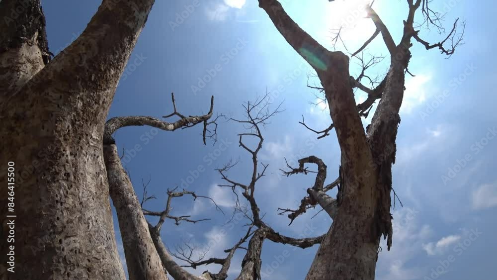 Close up shot of dead tree against the backdrop of the sky and sun, Tilt up and handheld shot Close up shot of dead tree against the backdrop of the sky and sun, Tilt up and handheld shot