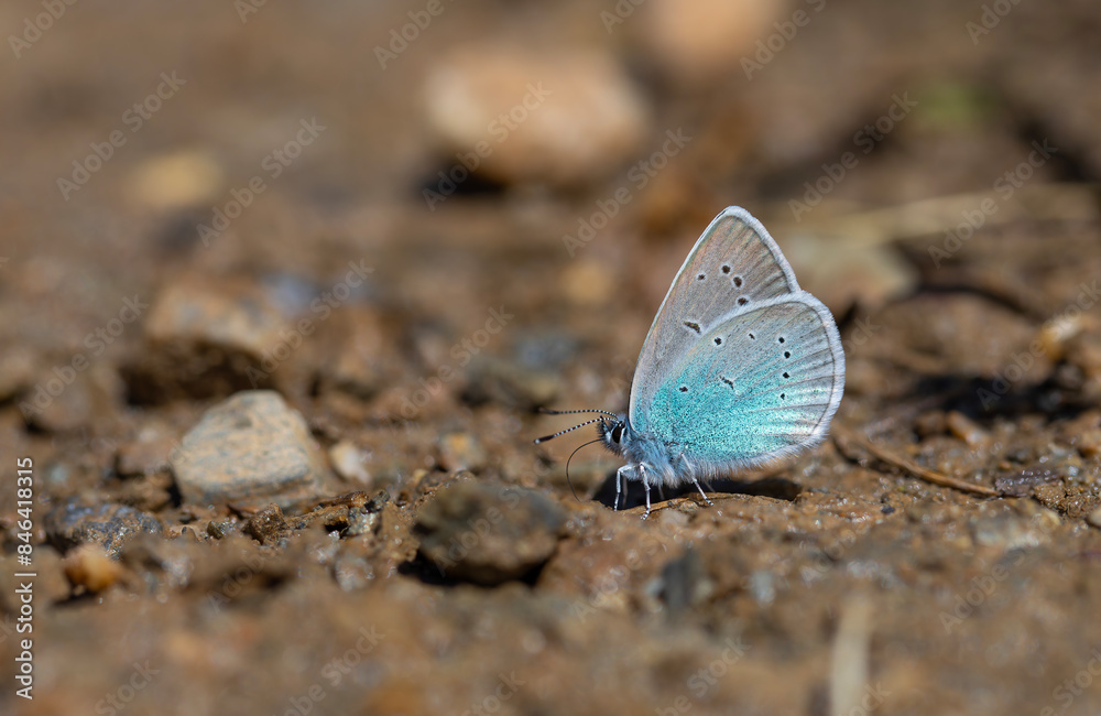 small blue butterfly on the ground, Pontic Blue, Polyommatus coelestinus small blue butterfly on the ground, Pontic Blue, Polyommatus coelestinus