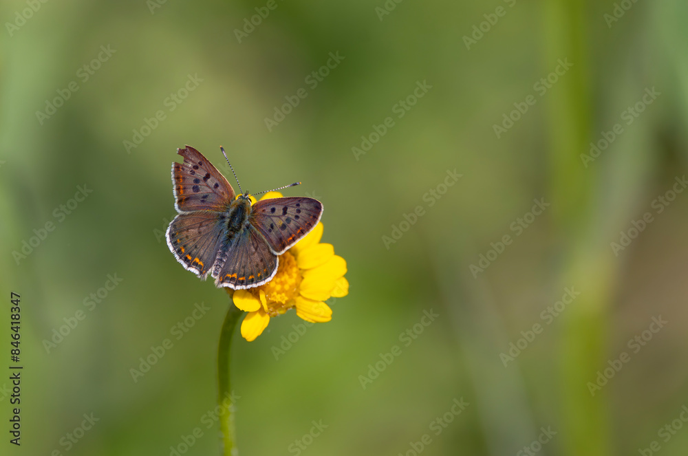 tiny white butterfly on yellow flower, Lycaena tityrus tiny white butterfly on yellow flower, Lycaena tityrus