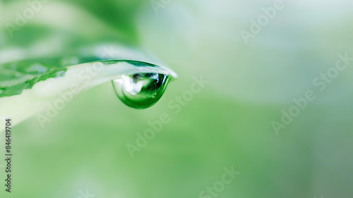water drops on green leaf