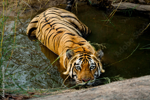 tiger in the water photo