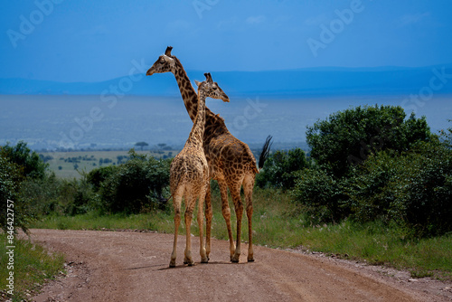 Photography giraffe in the wild