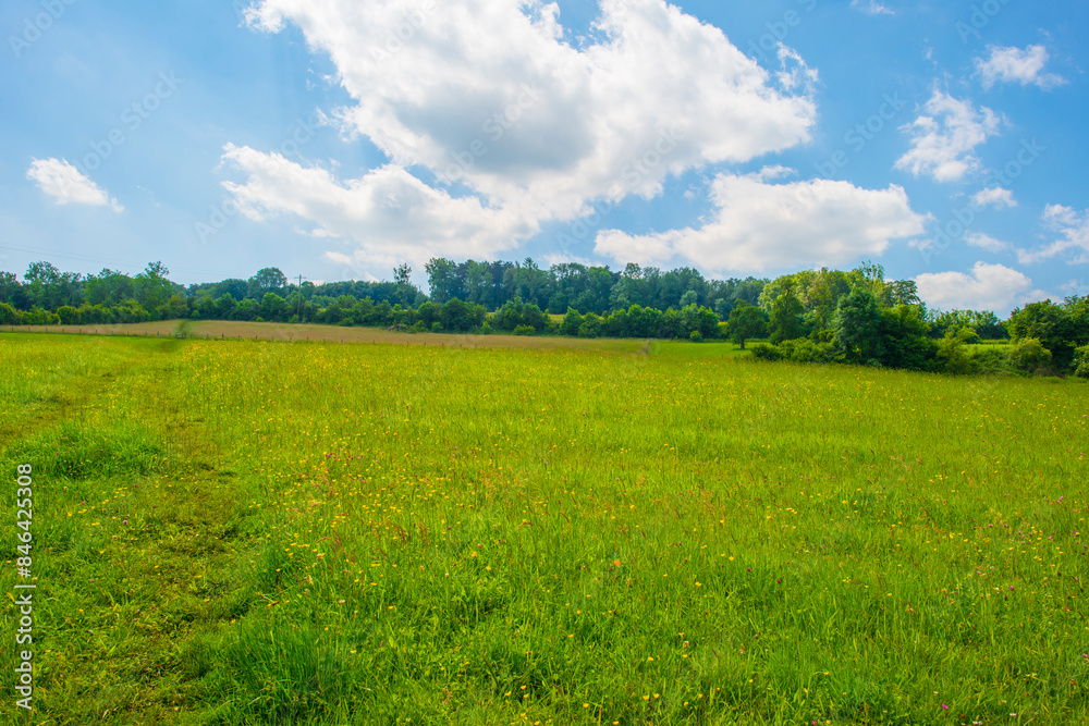 Obraz premium Fields and trees in a green hilly grassy landscape under a blue sky in sunlight in summer, Voeren, Limburg, Belgium, June, 2024
