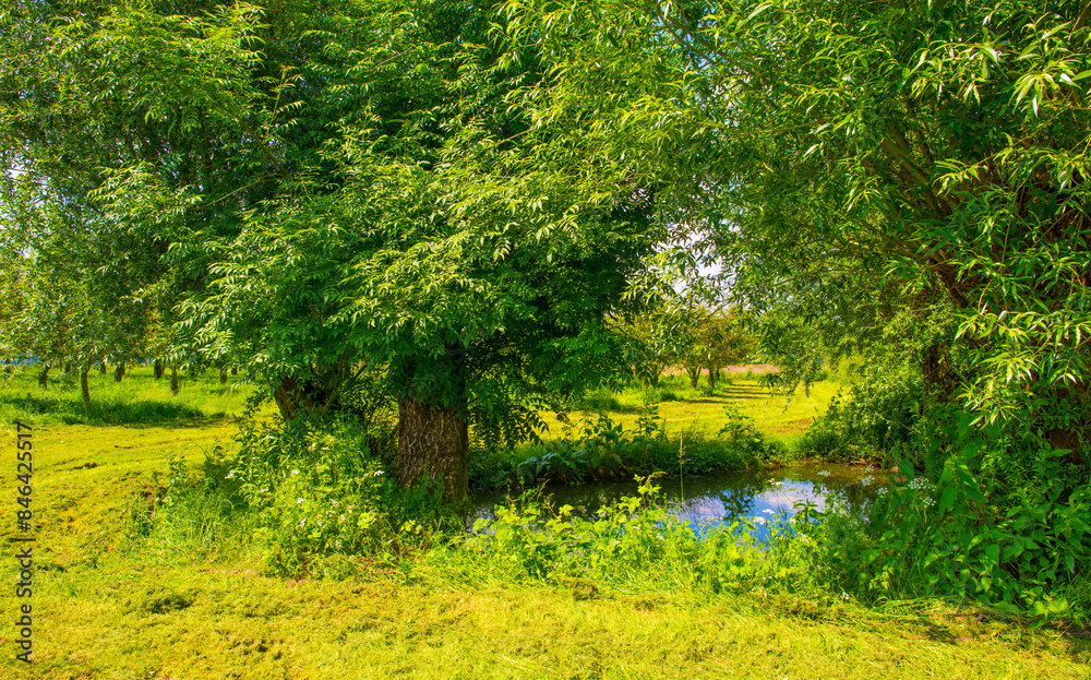 Obraz premium Fields and trees in a green hilly grassy landscape under a blue sky in sunlight in summer, Voeren, Limburg, Belgium, June, 2024
