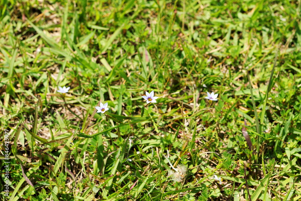 草むらに咲く小さな花 草むらに咲く小さな花
