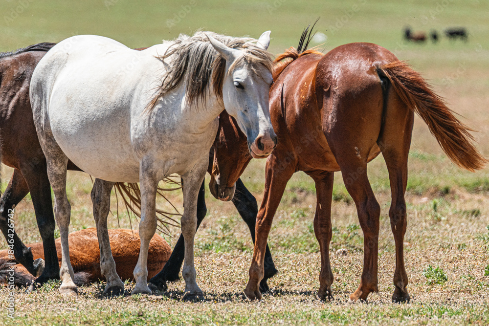 The scenic views of wild horses, mustangs at the Eynif Plateau, Antalya The scenic views of wild horses, mustangs at the Eynif Plateau, Antalya